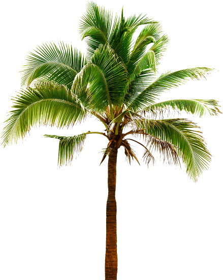 Palm